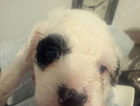puppy