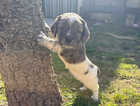 Puppy