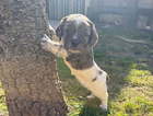 puppy