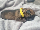 puppy