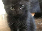Kitten