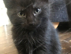 kitten