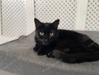 Black cat missing. Fort William. plantation