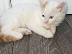 kitten