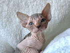 kitten