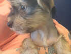 Puppy