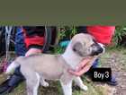 Puppy