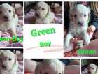 Puppy