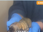 cream