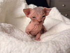 kitten