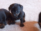 puppy