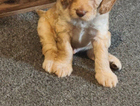 puppy