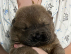 puppy