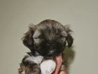 puppy