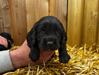 puppy