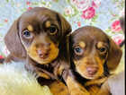 Puppy