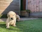 Puppy