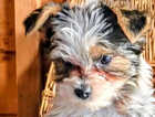 Puppy