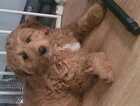Puppy