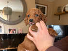 Puppy