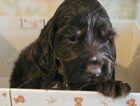 Puppy