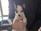 Puppy
