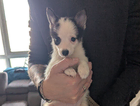 puppy  black...
