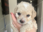 puppy