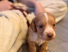 Puppy