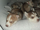 puppy