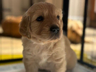 puppy