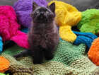 Kitten