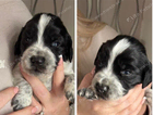 puppy