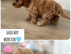 puppy