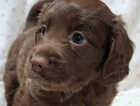 Puppy