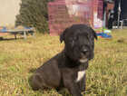 Puppy