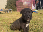 puppy