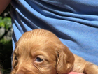 puppy