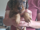 puppy