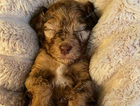 duke