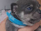 Puppy