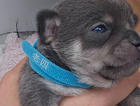 puppy
