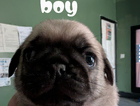 puppy