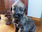 Puppy