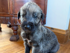 puppy