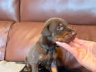Puppy