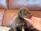 puppy