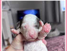 Puppy