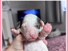 puppy