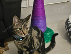 Missing Female cat uncalled Bambi